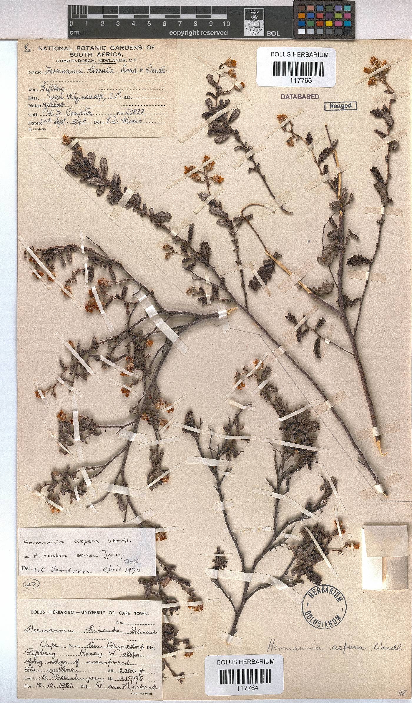 Hermannia aspera image