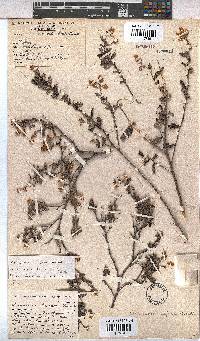 Hermannia aspera image