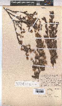 Hermannia aspera image
