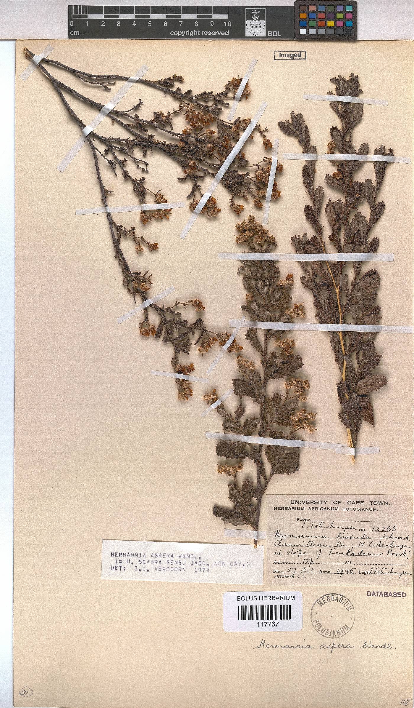 Hermannia aspera image