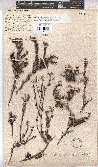 Hermannia aspera image