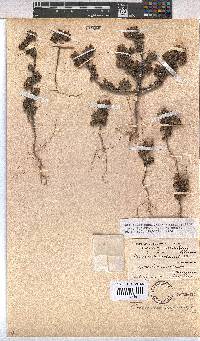 Hermannia conglomerata image