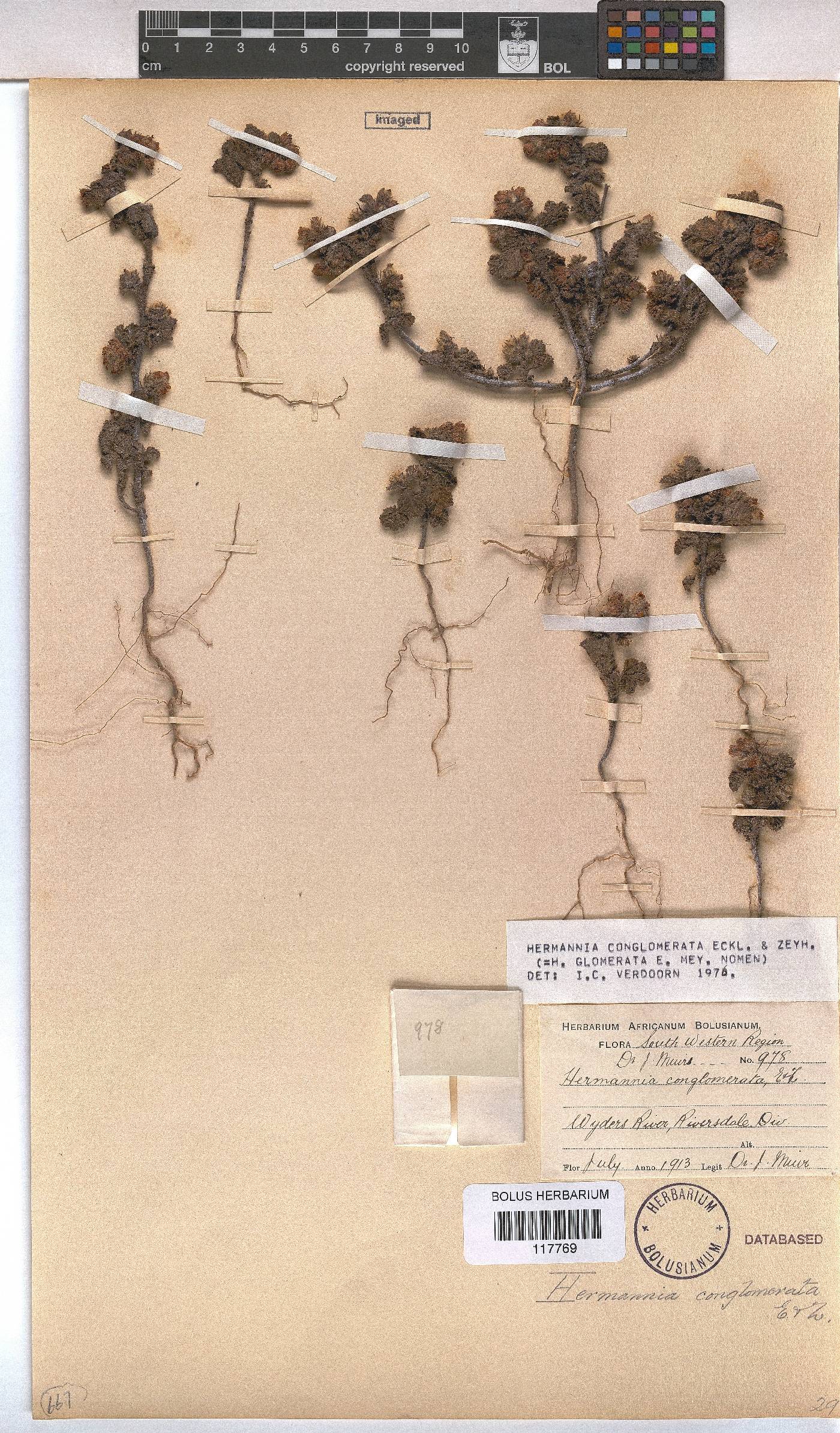 Hermannia conglomerata image