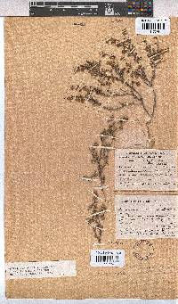 Image of Hermannia micrantha