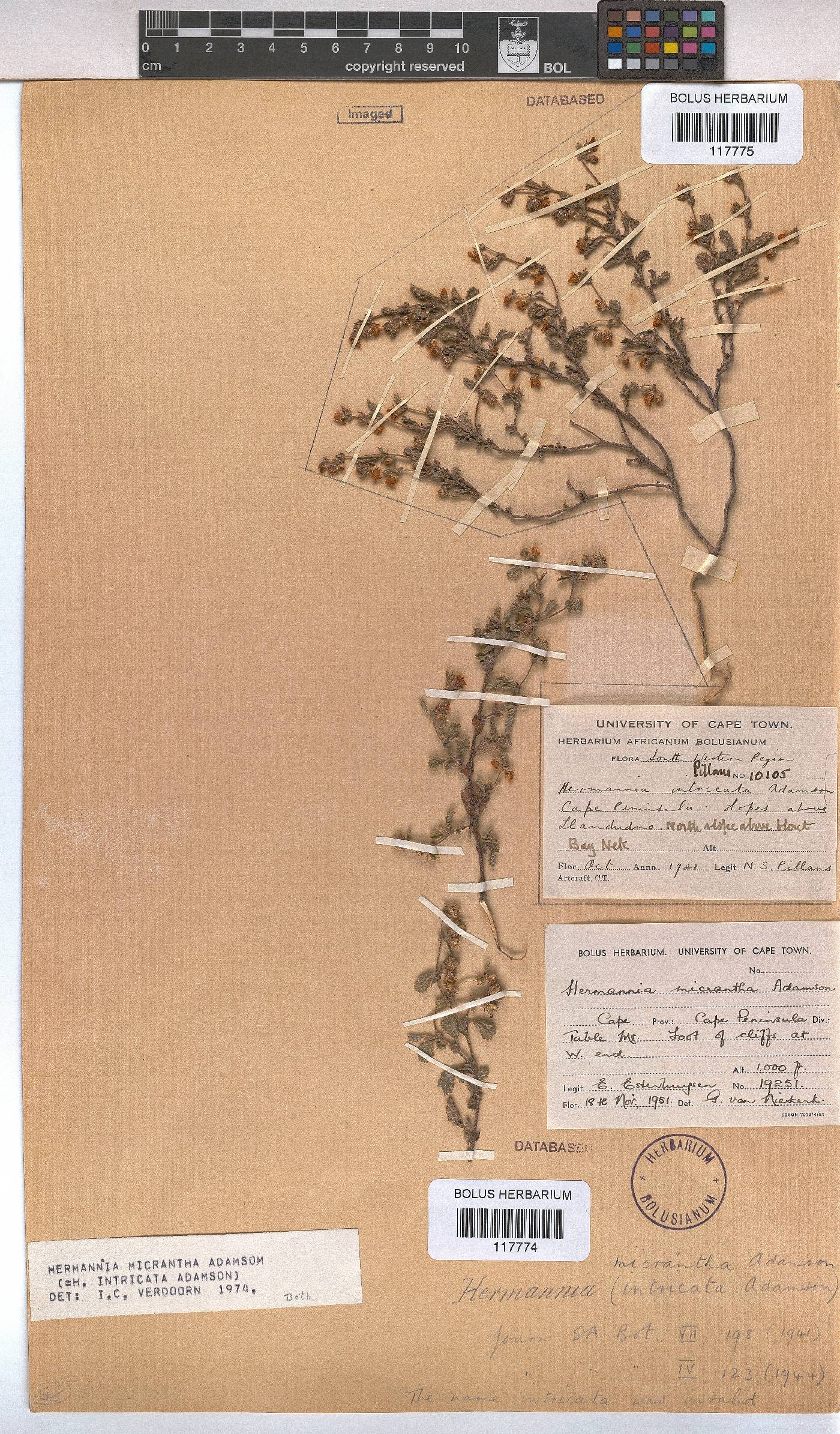 Hermannia micrantha image