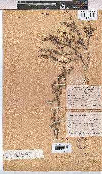 Hermannia micrantha image