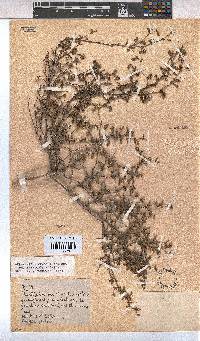 Hermannia micrantha image