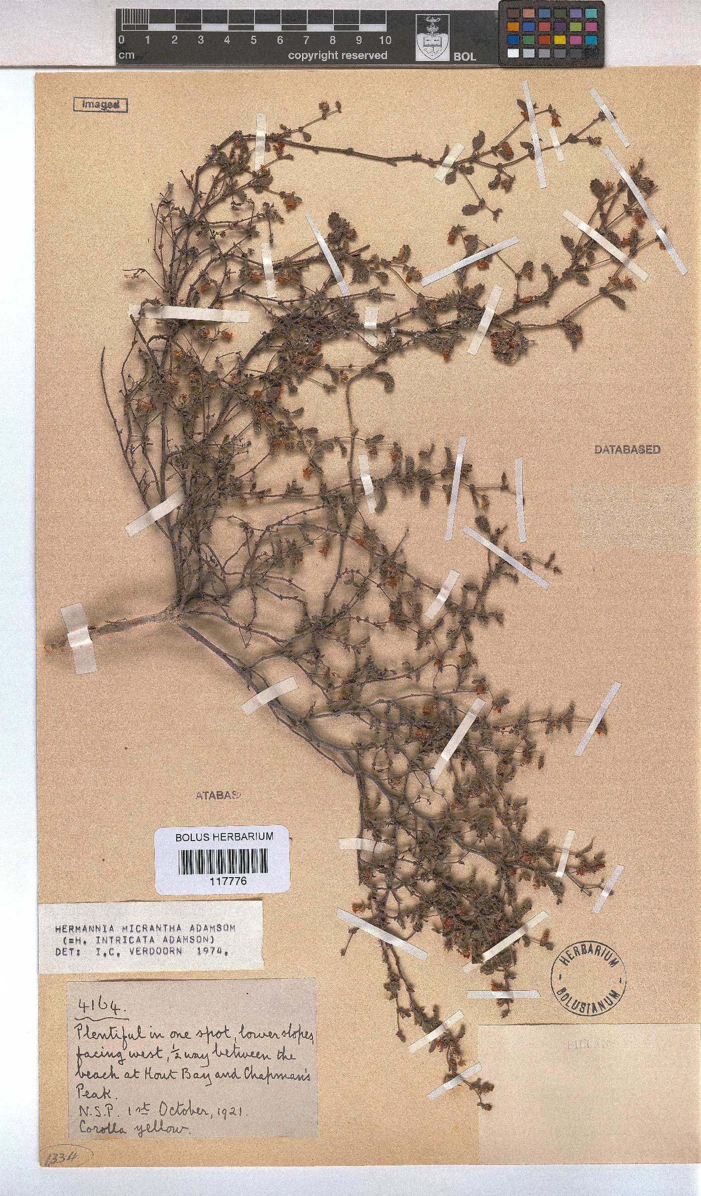Hermannia micrantha image