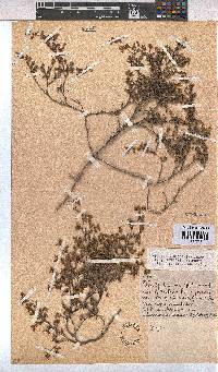 Hermannia micrantha image