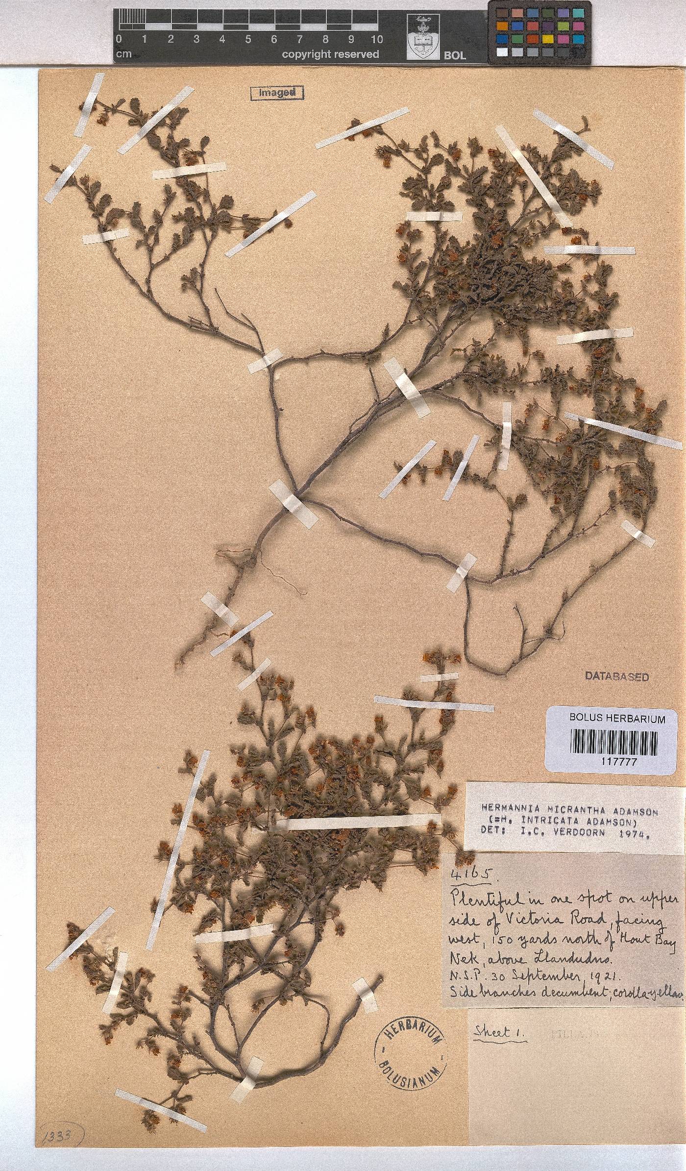 Hermannia micrantha image