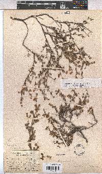 Hermannia micrantha image