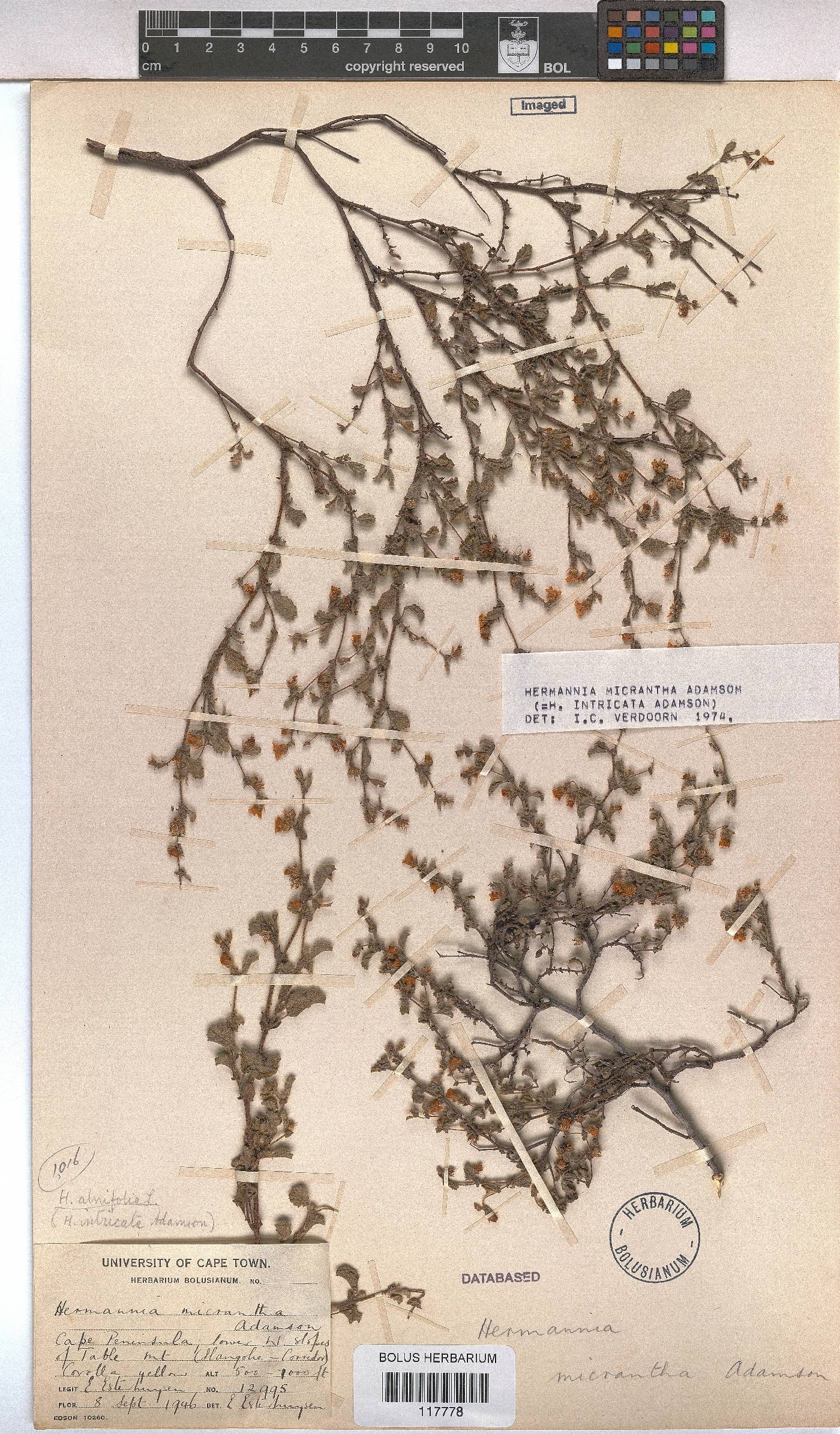 Hermannia micrantha image