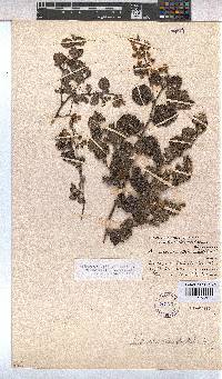 Hermannia disticha image
