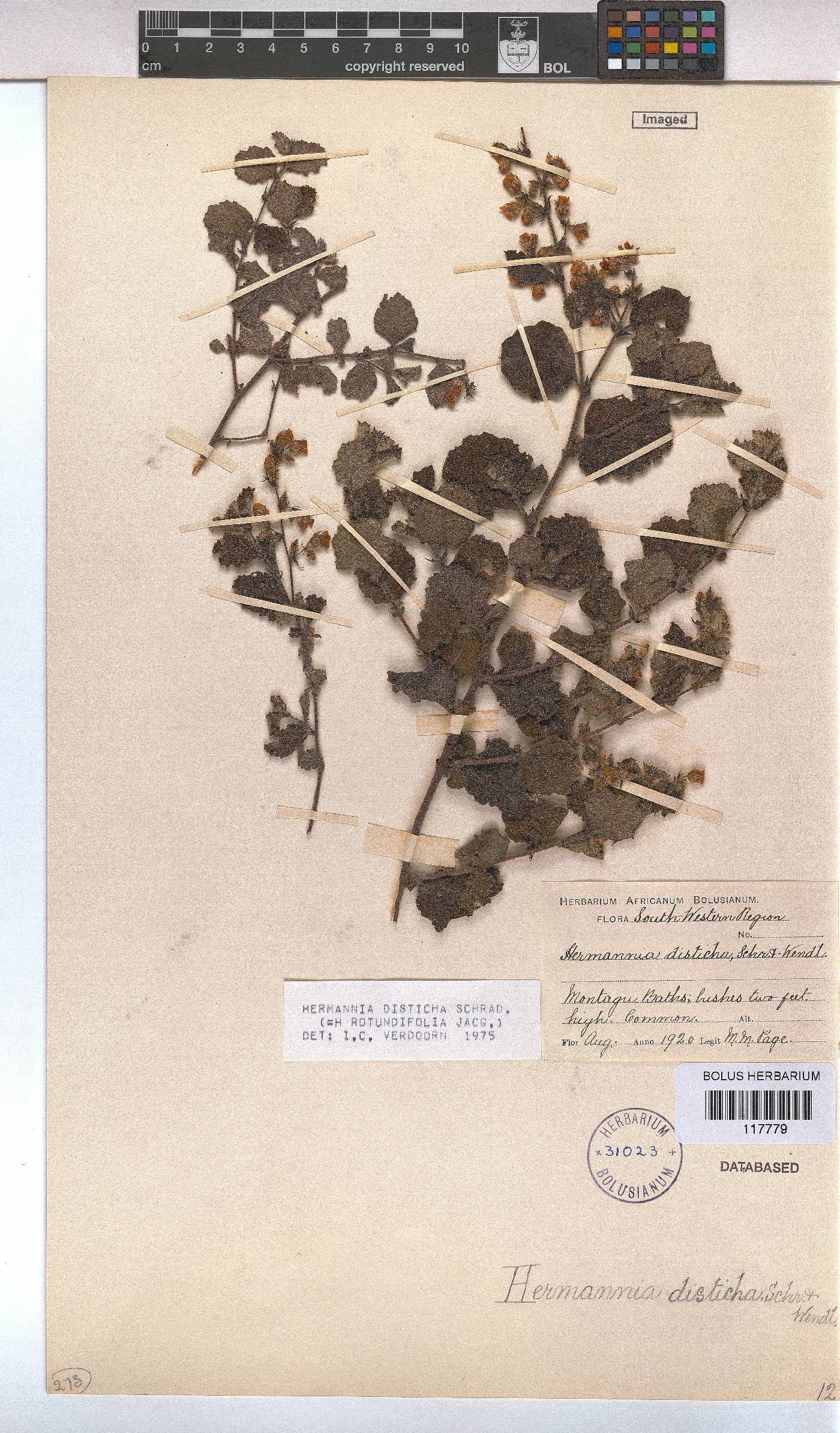Hermannia disticha image
