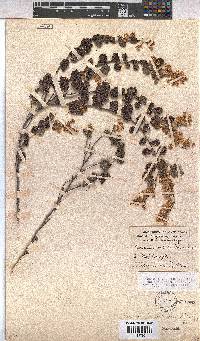 Hermannia disticha image
