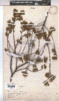 Hermannia decipiens image