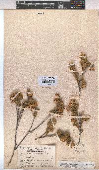 Hermannia decipiens image