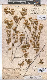 Hermannia decipiens image
