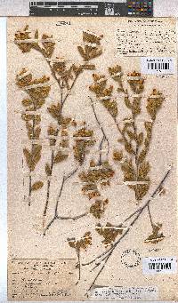Hermannia decipiens image