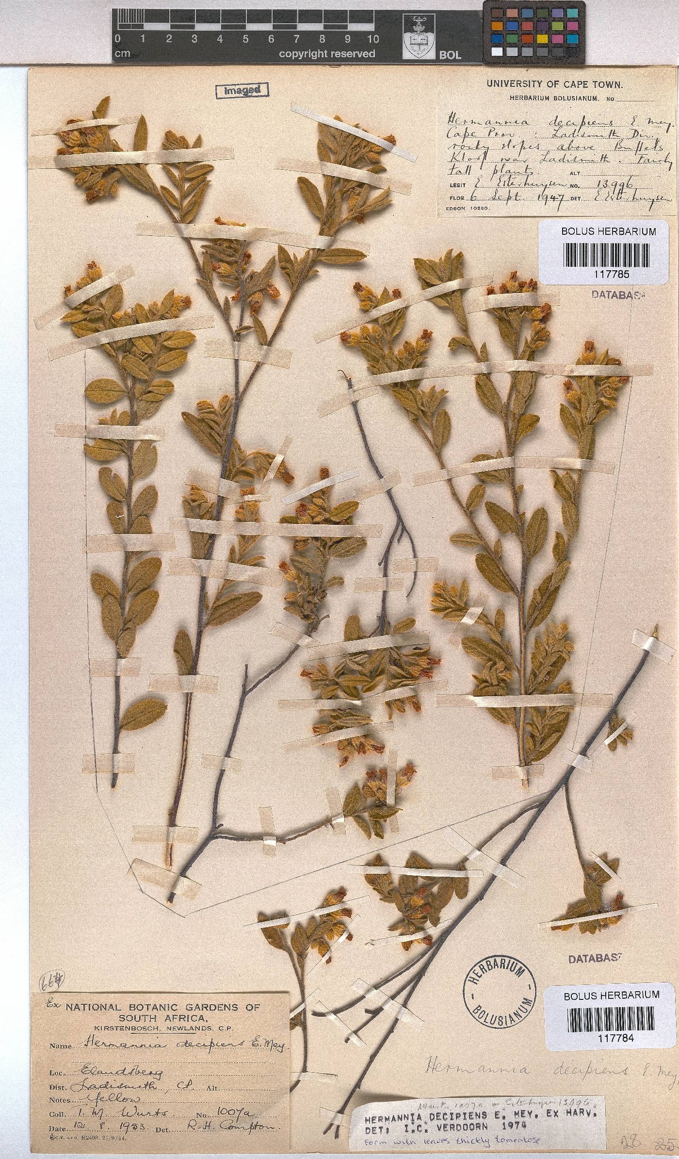 Hermannia decipiens image