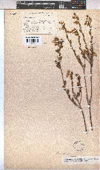 Hermannia decipiens image