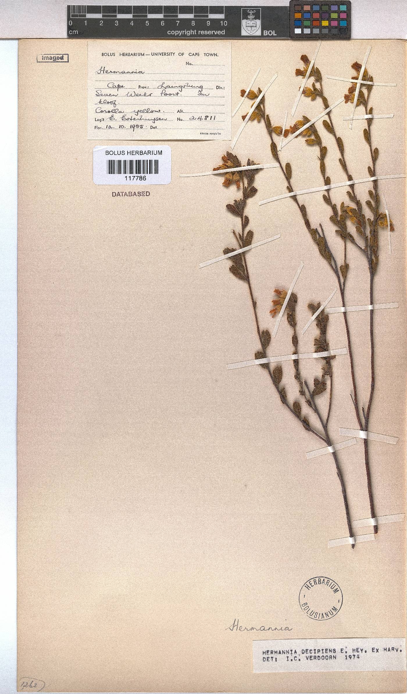 Hermannia decipiens image