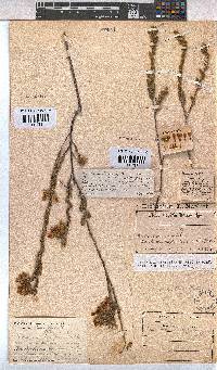 Hermannia decipiens image