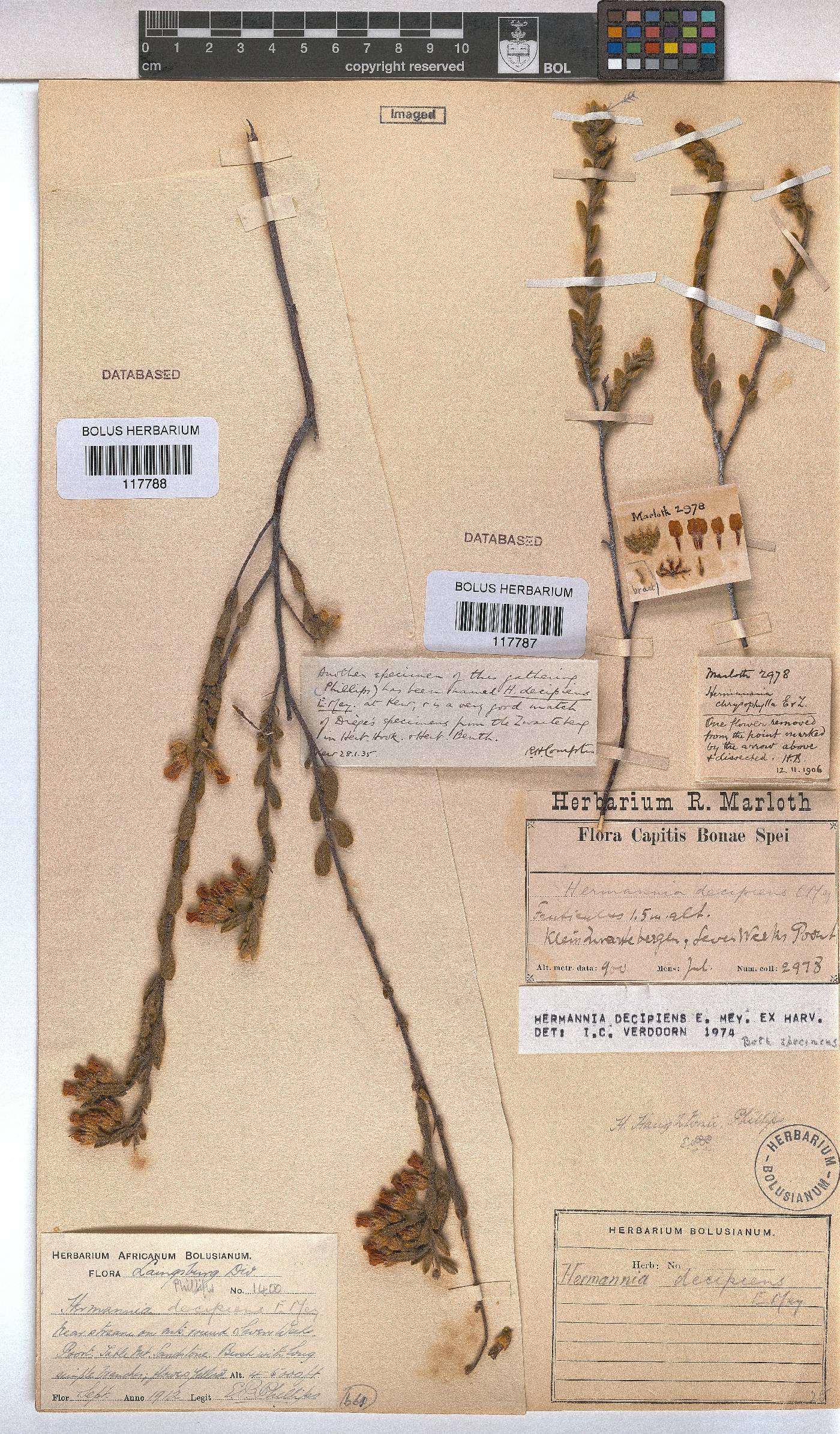 Hermannia decipiens image