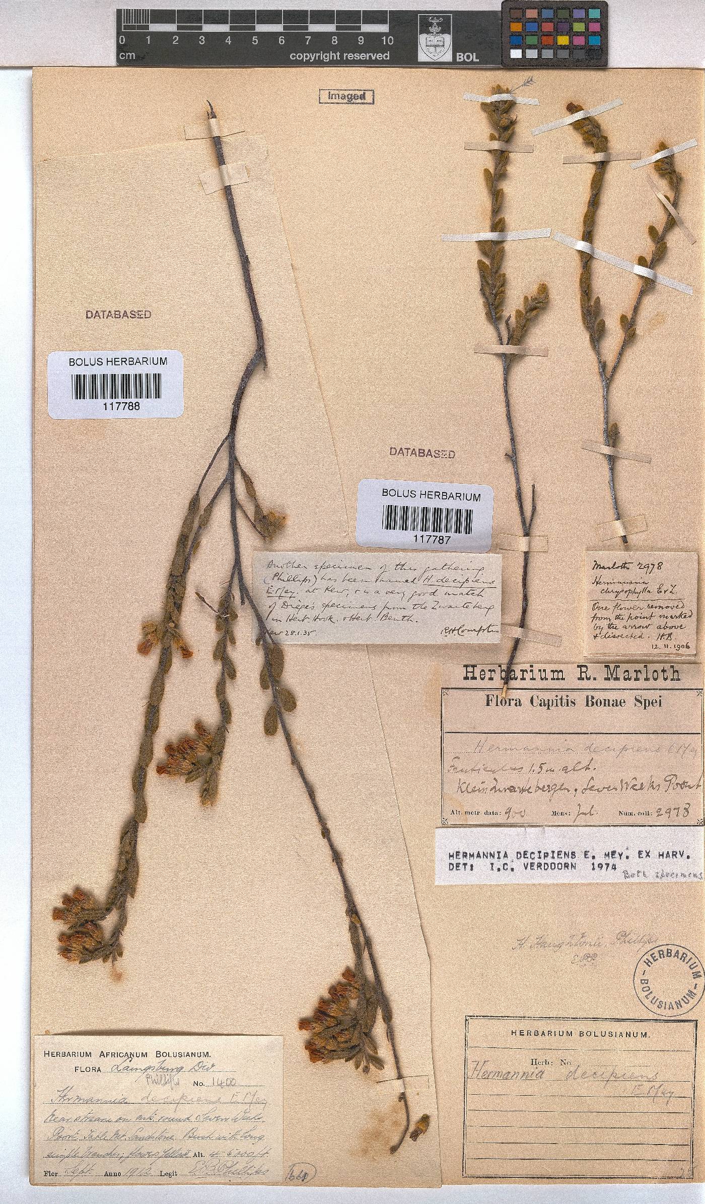 Hermannia decipiens image