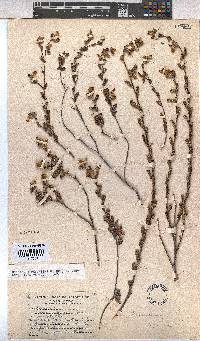Hermannia decipiens image