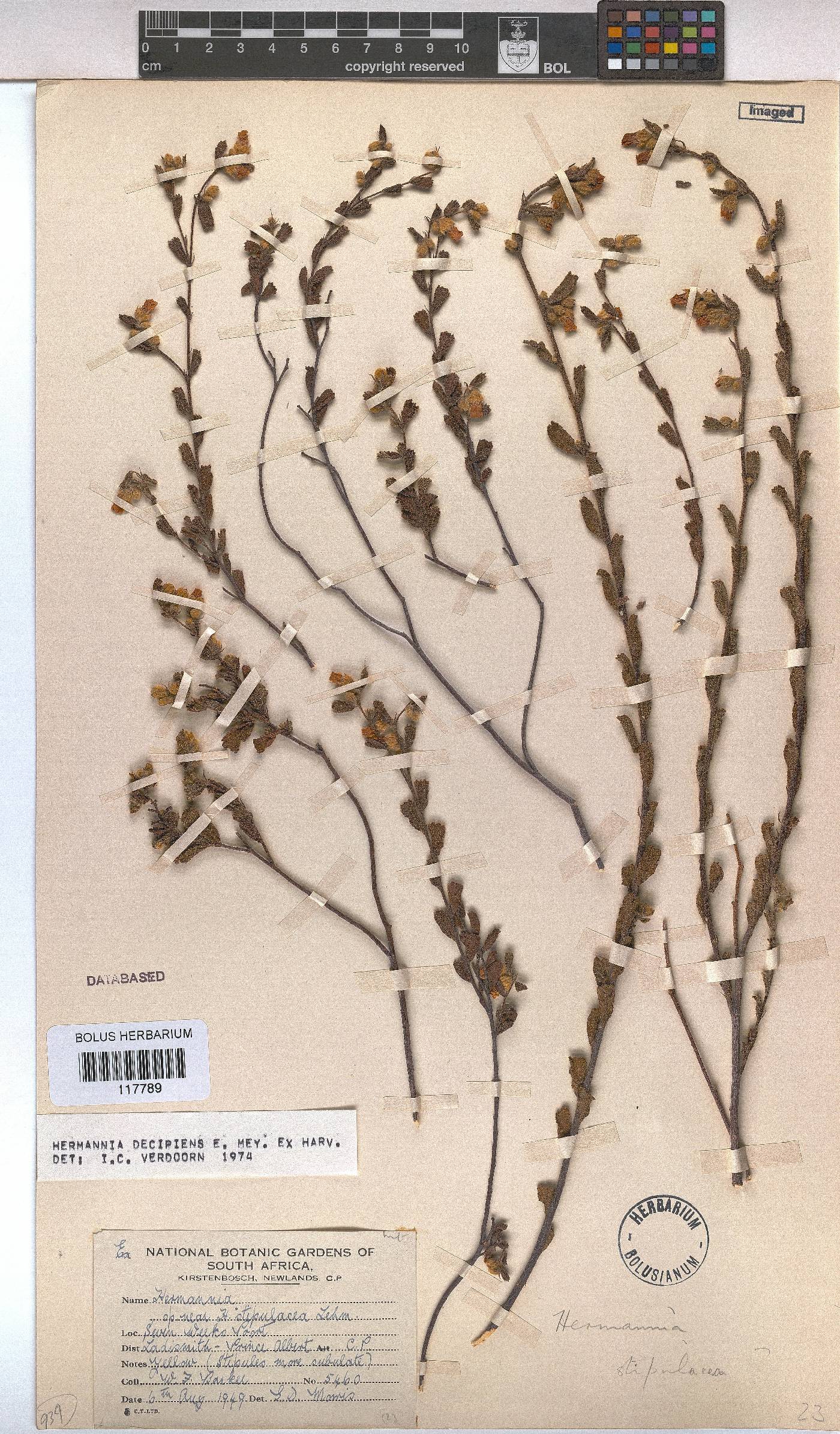 Hermannia decipiens image