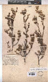 Hermannia decipiens image