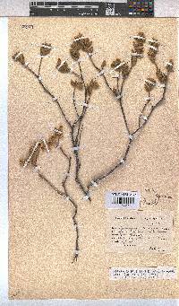 Hermannia decipiens image