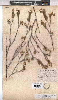 Hermannia decipiens image