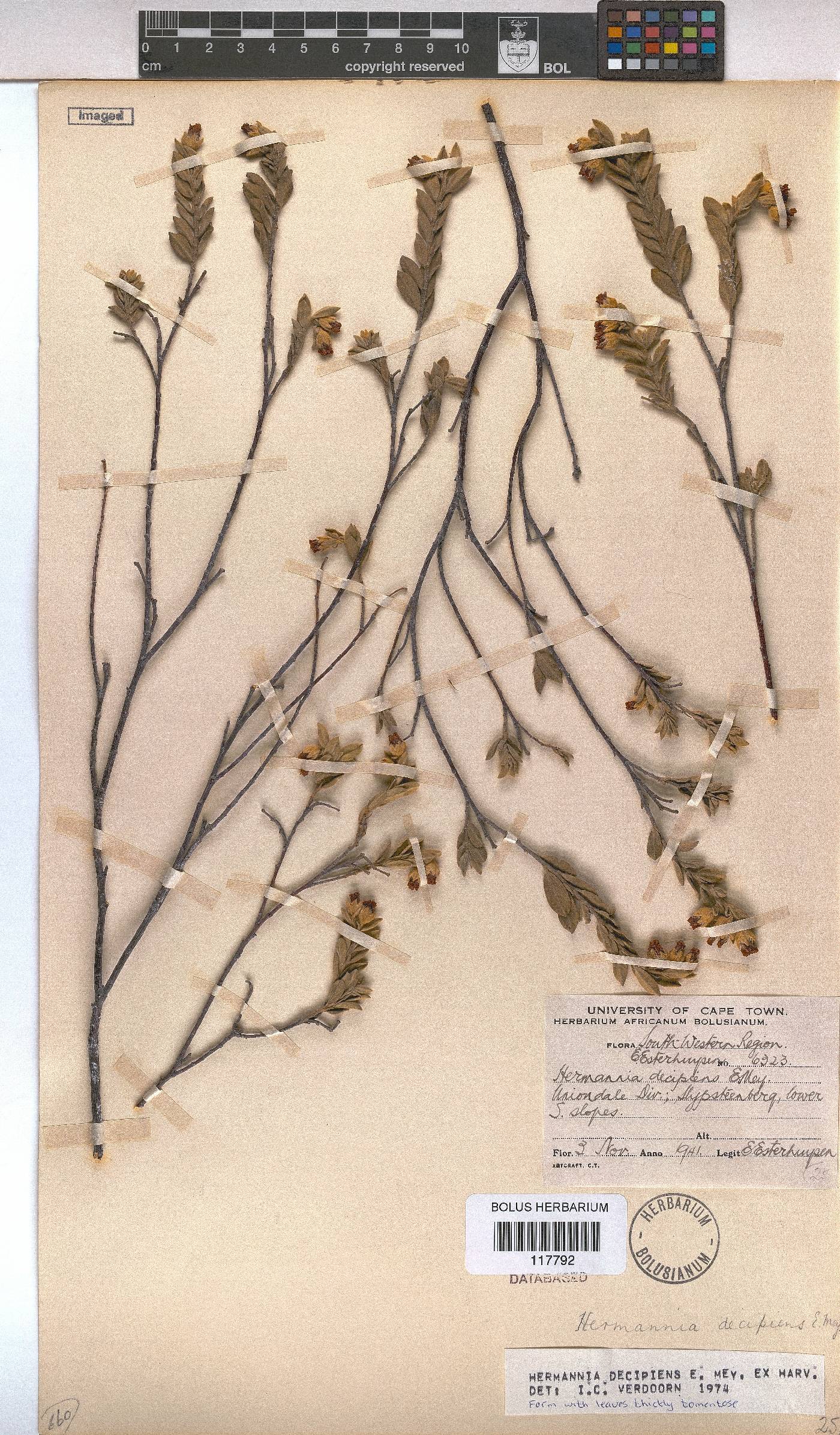 Hermannia decipiens image
