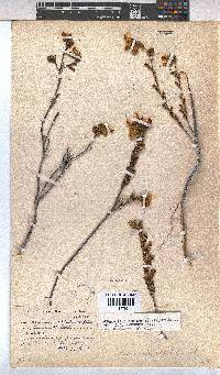 Hermannia decipiens image