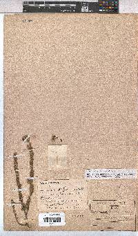 Hermannia decipiens image