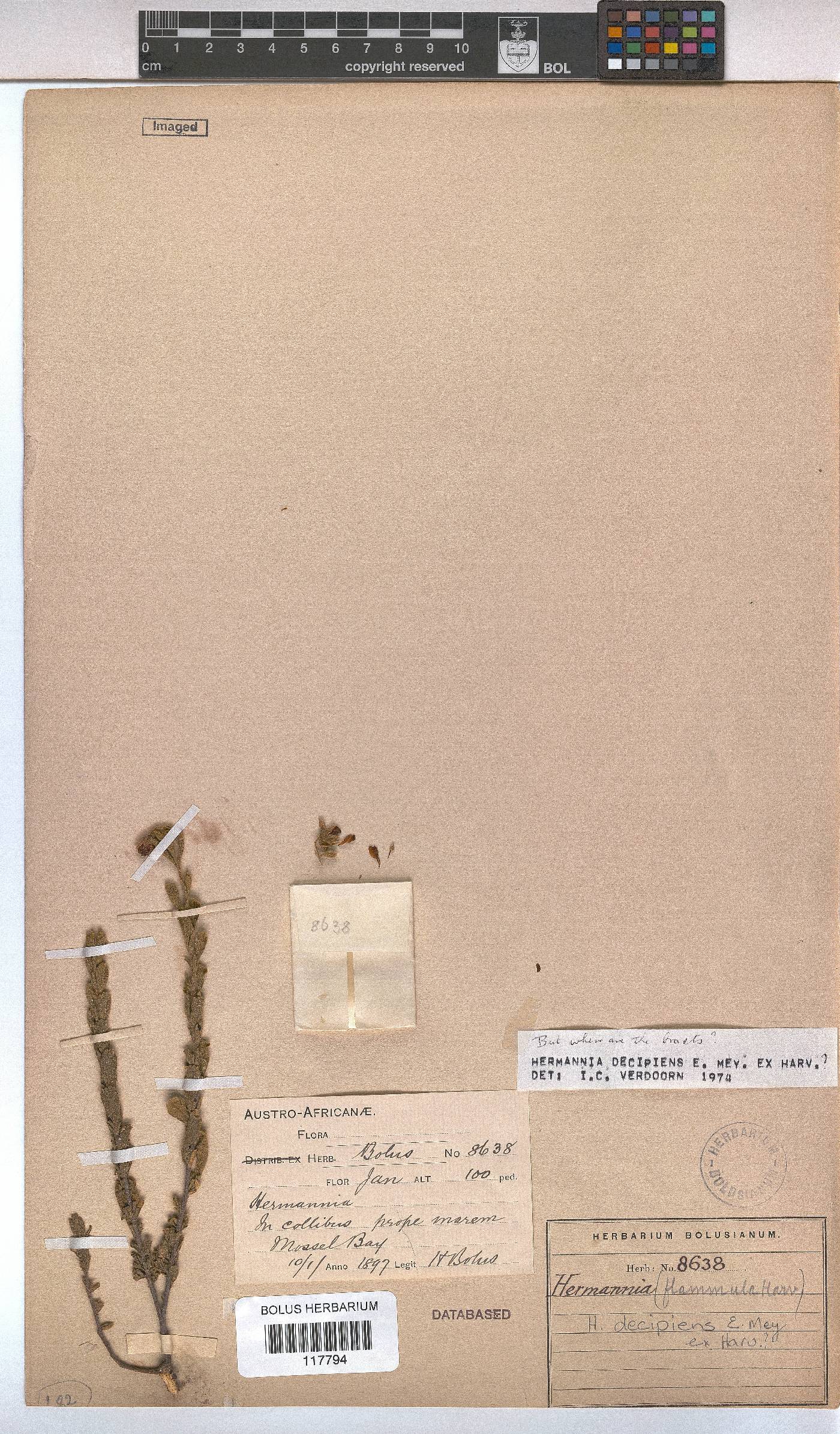 Hermannia decipiens image