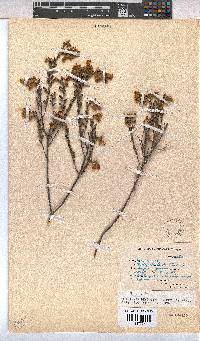Hermannia decipiens image