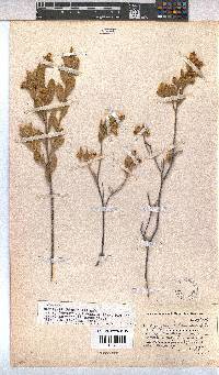 Hermannia involucrata image