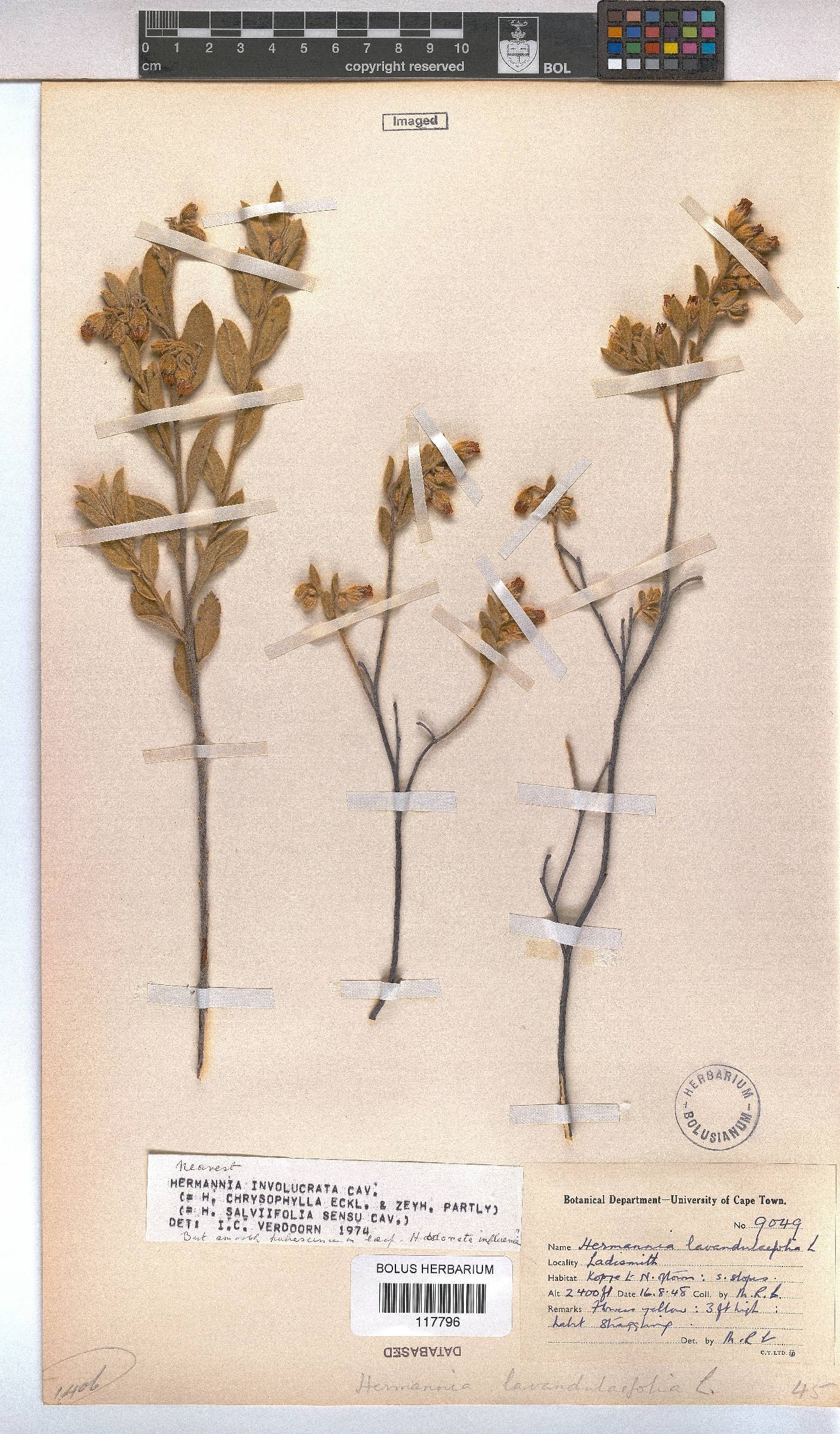 Hermannia involucrata image