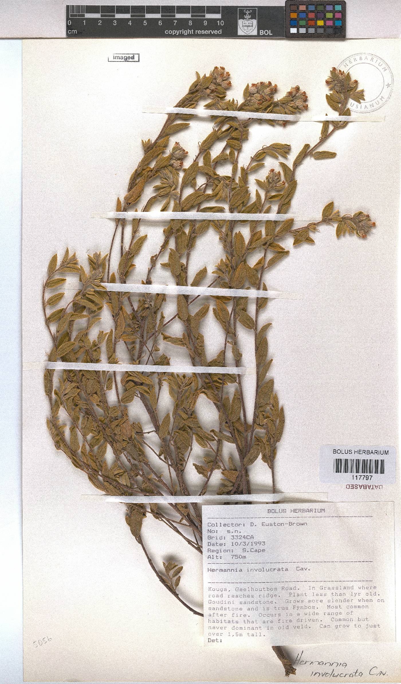 Hermannia involucrata image