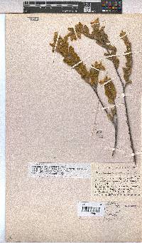 Hermannia involucrata image
