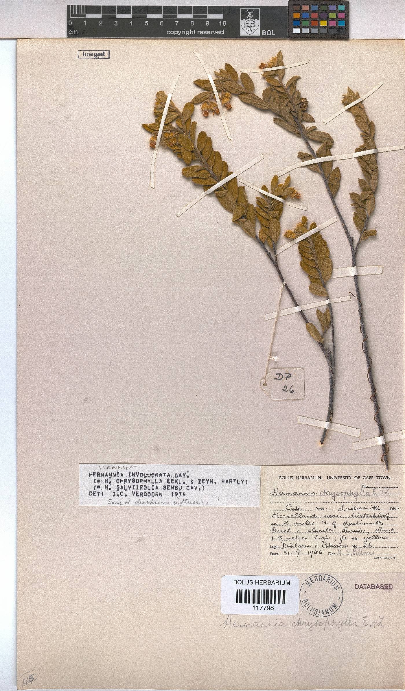 Hermannia involucrata image