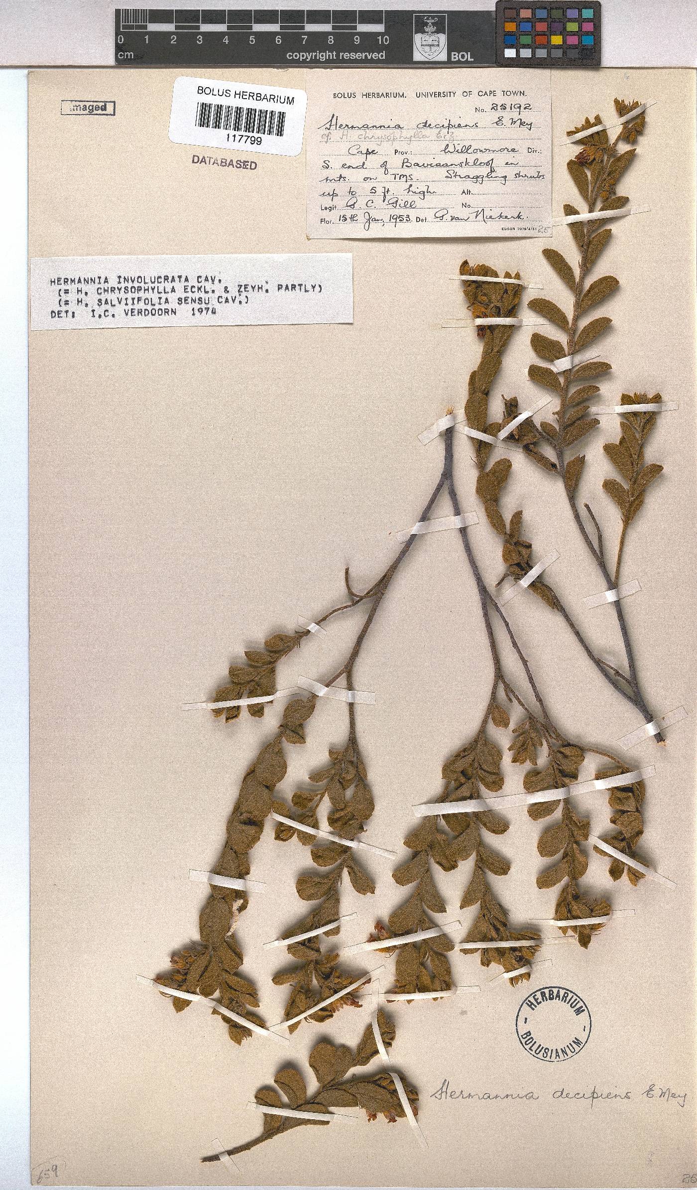 Hermannia involucrata image