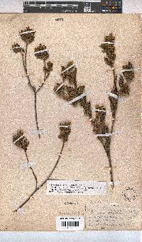Hermannia involucrata image