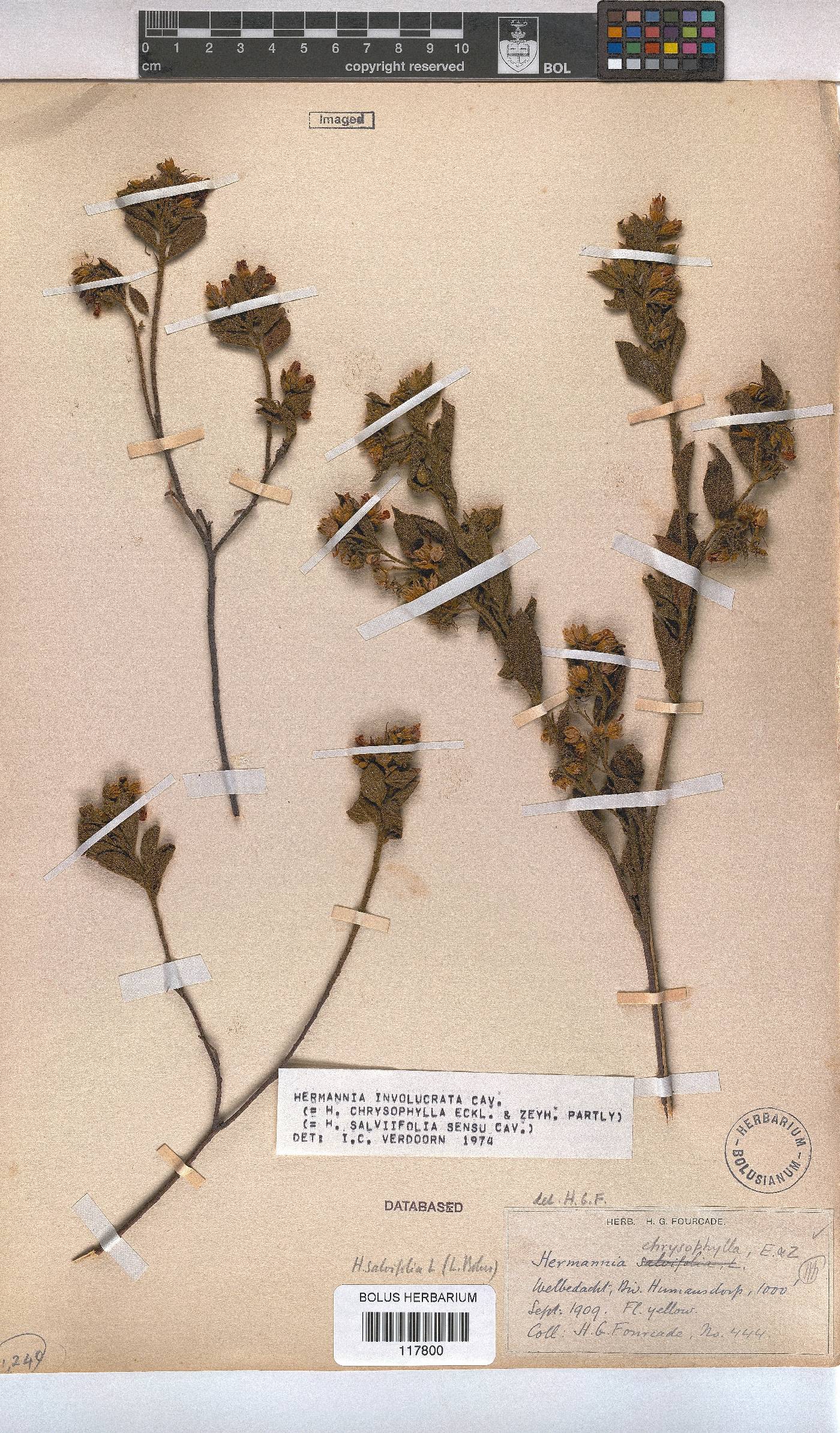 Hermannia involucrata image