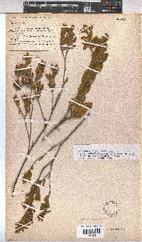 Hermannia involucrata image