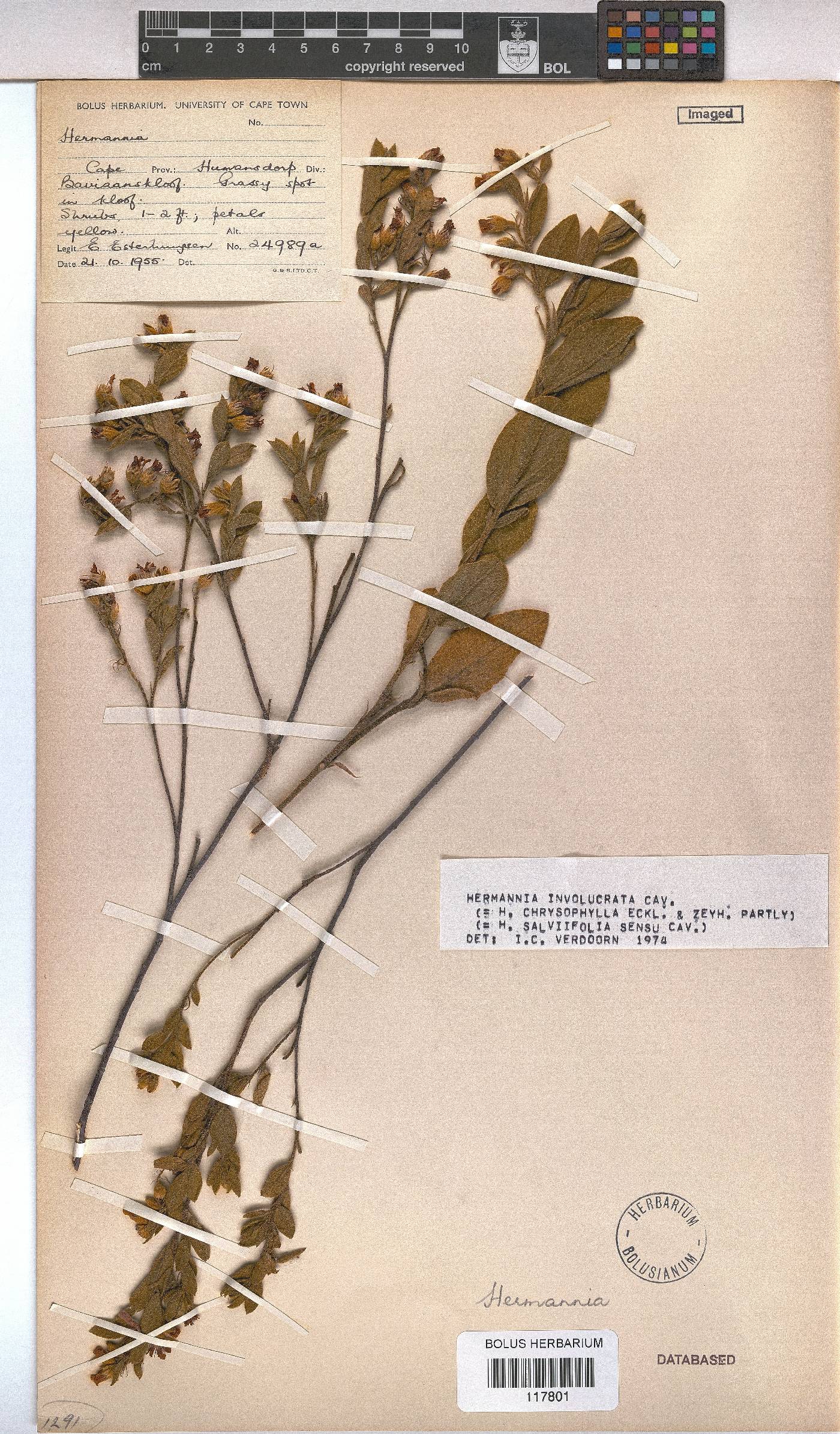 Hermannia involucrata image