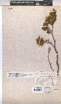 Hermannia involucrata image